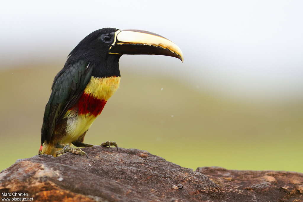 Black-necked Aracariadult