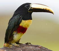 Black-necked Aracari