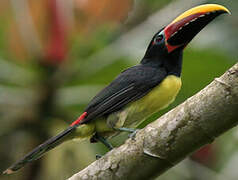 Green Aracari