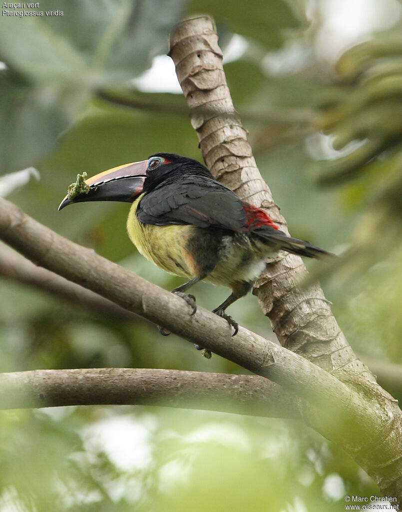 Green Aracari male adult