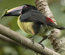 Green Aracari