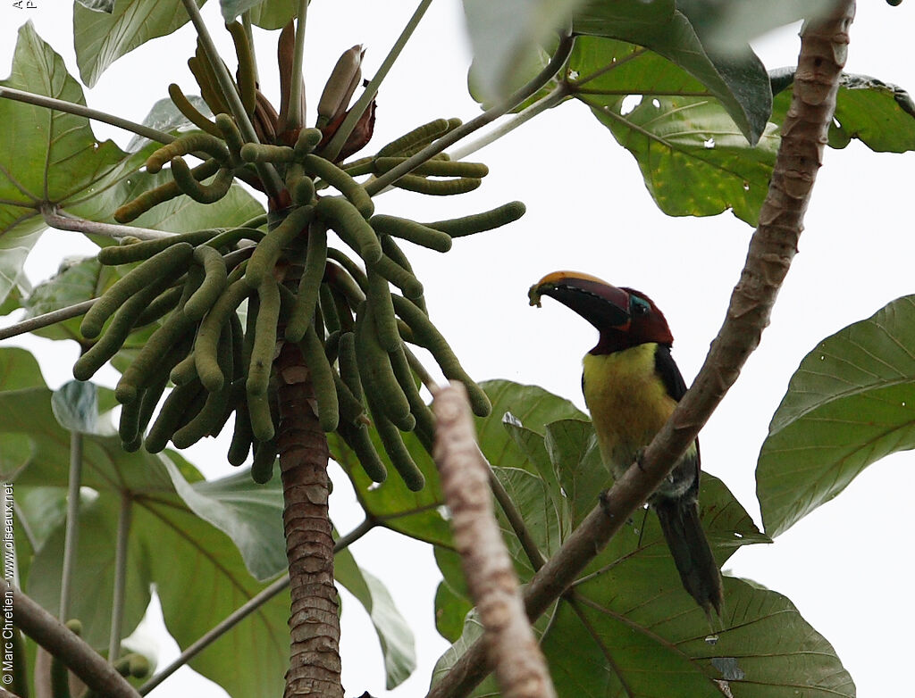 Green Aracari female adult