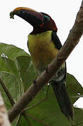 Green Aracari