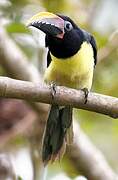 Green Aracari