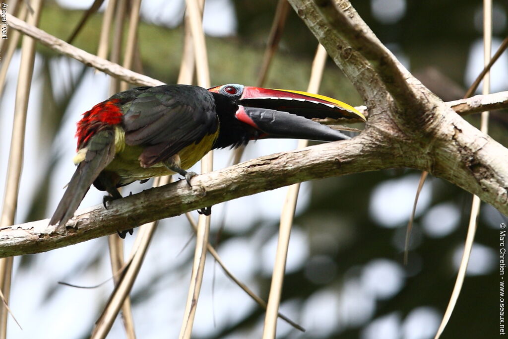 Green Aracari male adult