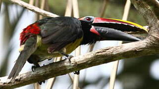 Green Aracari