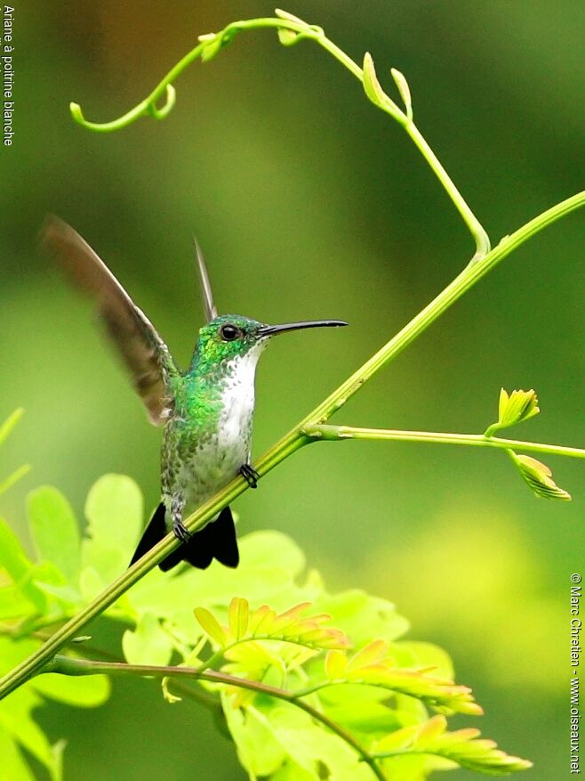 White-chested Emerald