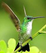 White-chested Emerald