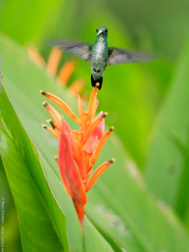 White-chested Emerald