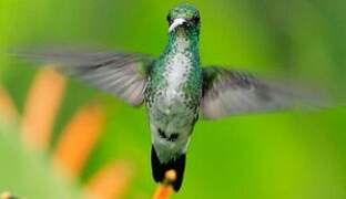 White-chested Emerald