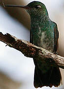 Glittering-throated Emerald