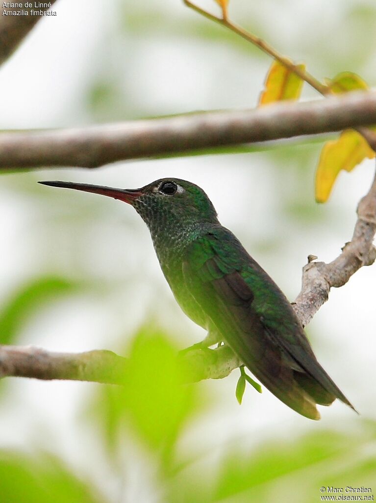 Glittering-throated Emerald