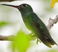 Glittering-throated Emerald