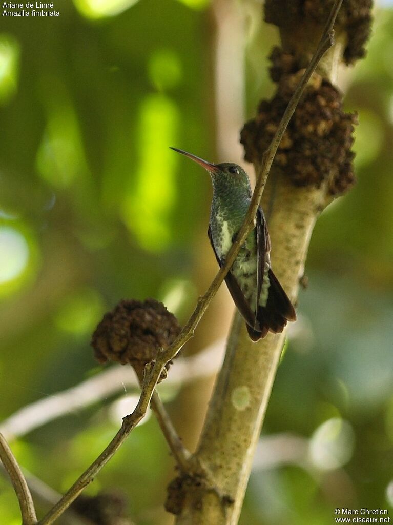 Glittering-throated Emerald