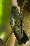 Glittering-throated Emerald