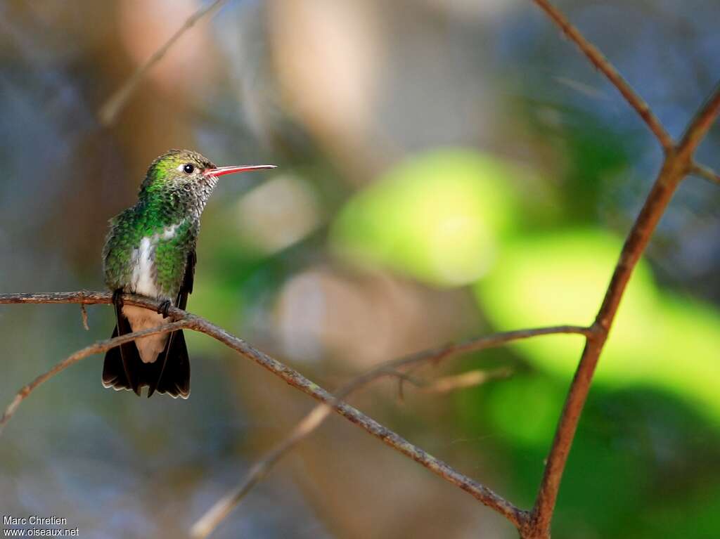 Glittering-throated Emerald male adult