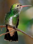 Glittering-throated Emerald