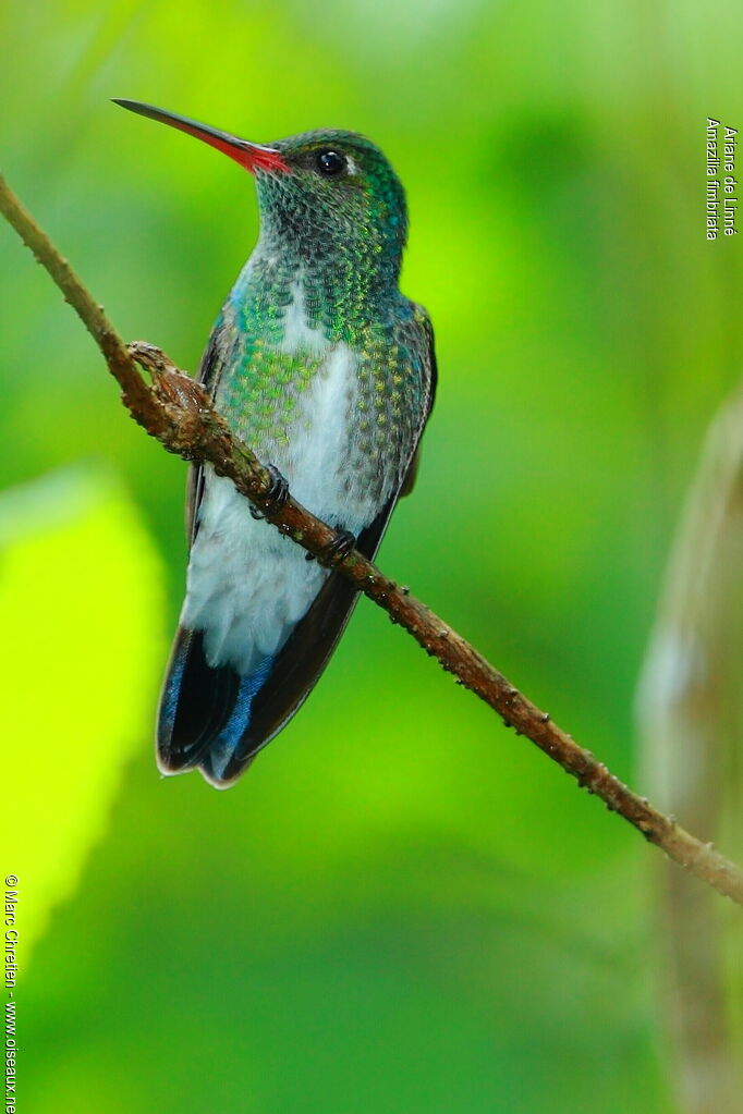 Glittering-throated Emerald