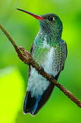 Glittering-throated Emerald