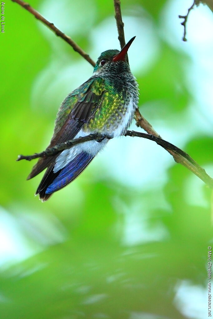 Glittering-throated Emerald