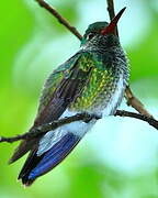 Glittering-throated Emerald