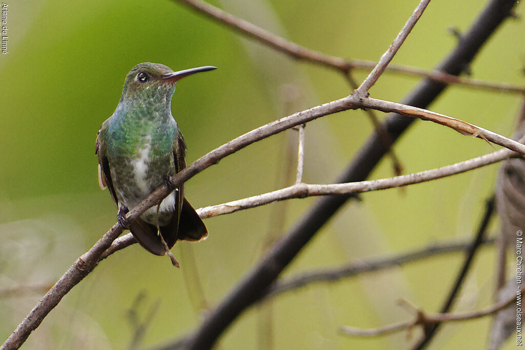 Glittering-throated Emerald