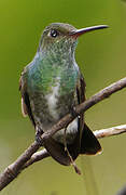 Glittering-throated Emerald