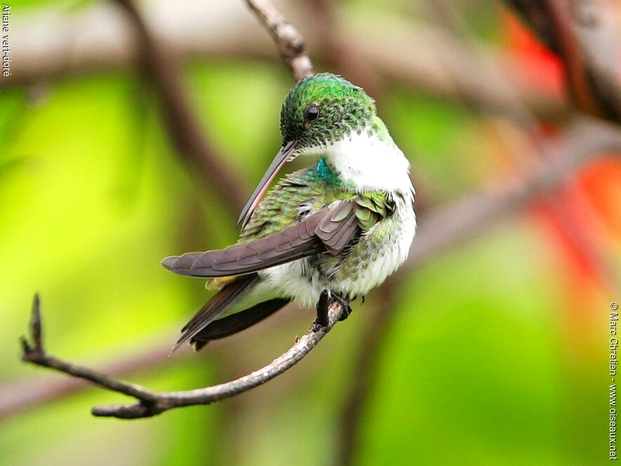 Plain-bellied Emerald