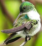 Plain-bellied Emerald