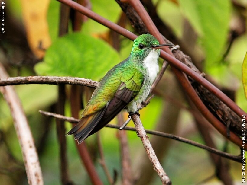 Plain-bellied Emerald