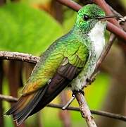 Plain-bellied Emerald