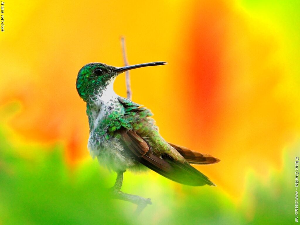 Plain-bellied Emerald