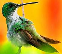 Plain-bellied Emerald