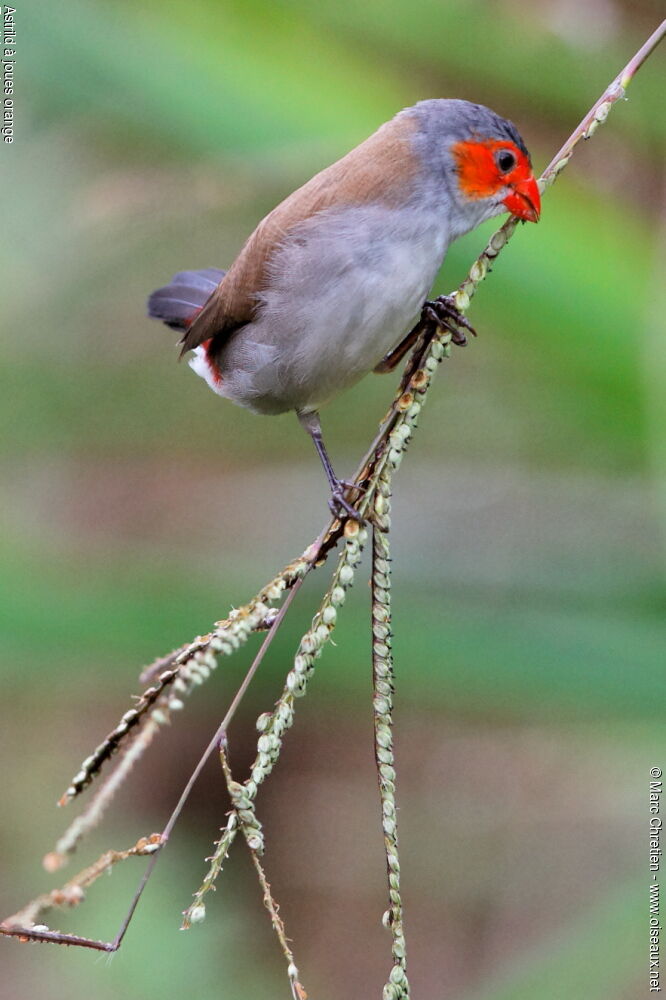 Orange-cheeked Waxbill, identification