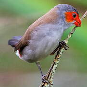 Orange-cheeked Waxbill