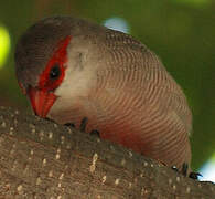 Common Waxbill