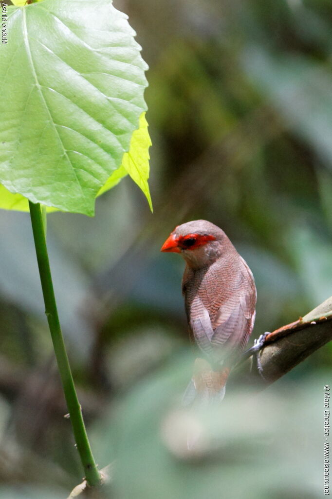 Common Waxbill, identification