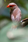 Common Waxbill