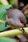 Common Waxbill