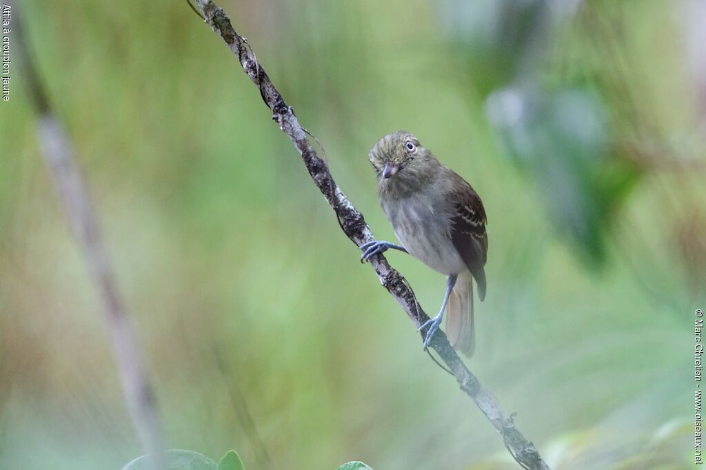 Bright-rumped Attila, identification