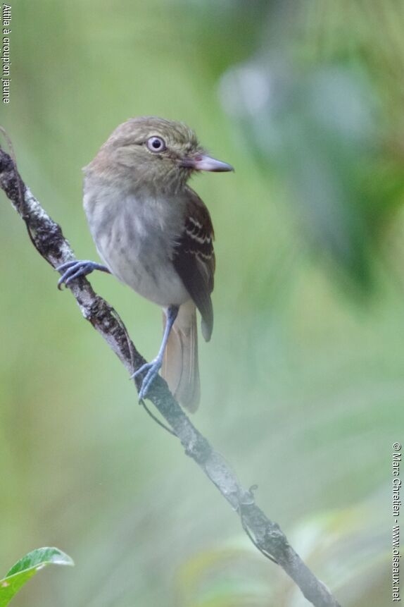 Bright-rumped Attila, identification