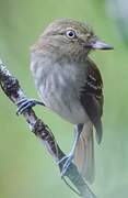 Bright-rumped Attila