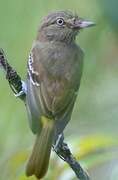 Bright-rumped Attila