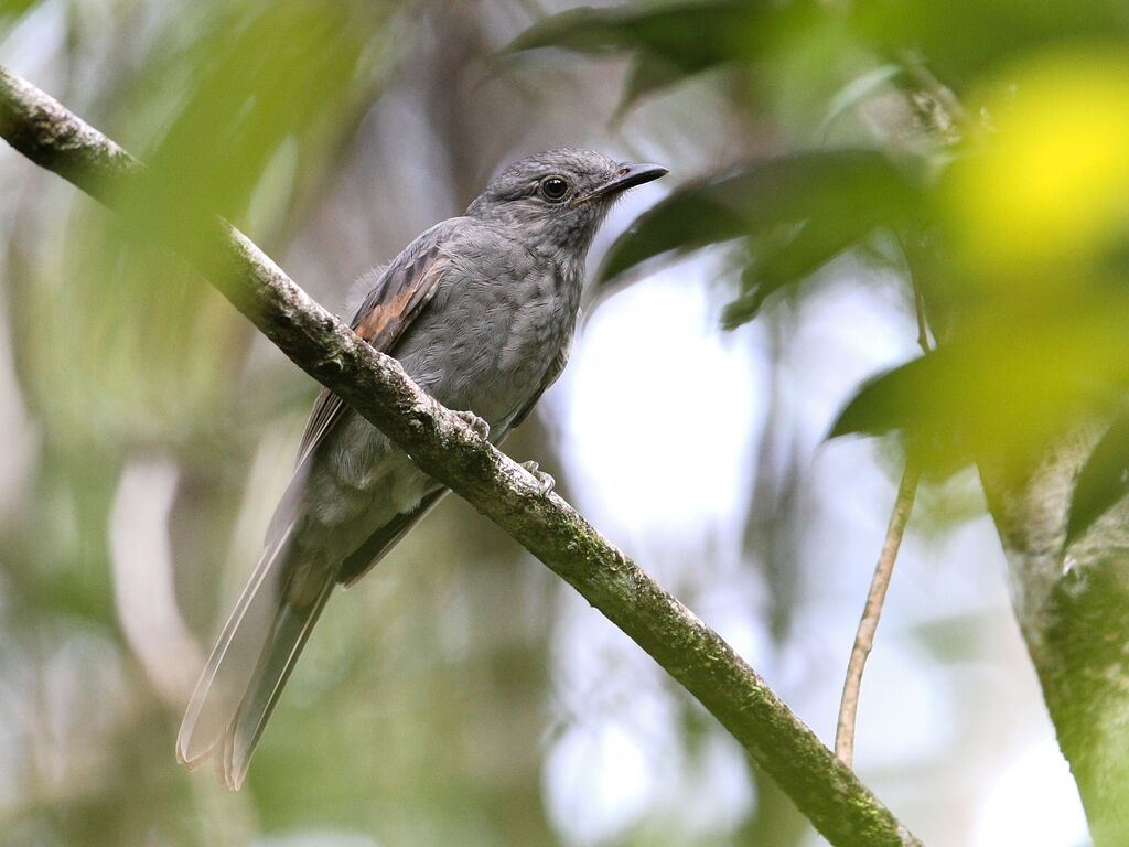 Greyish Mourner