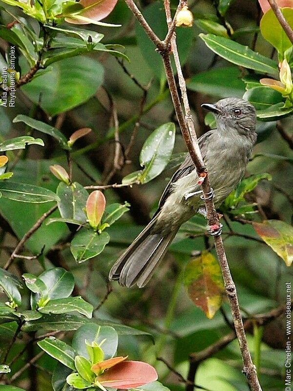 Greyish Mourner