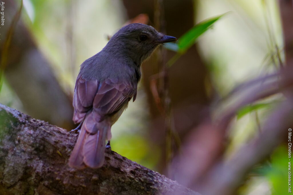 Greyish Mourner