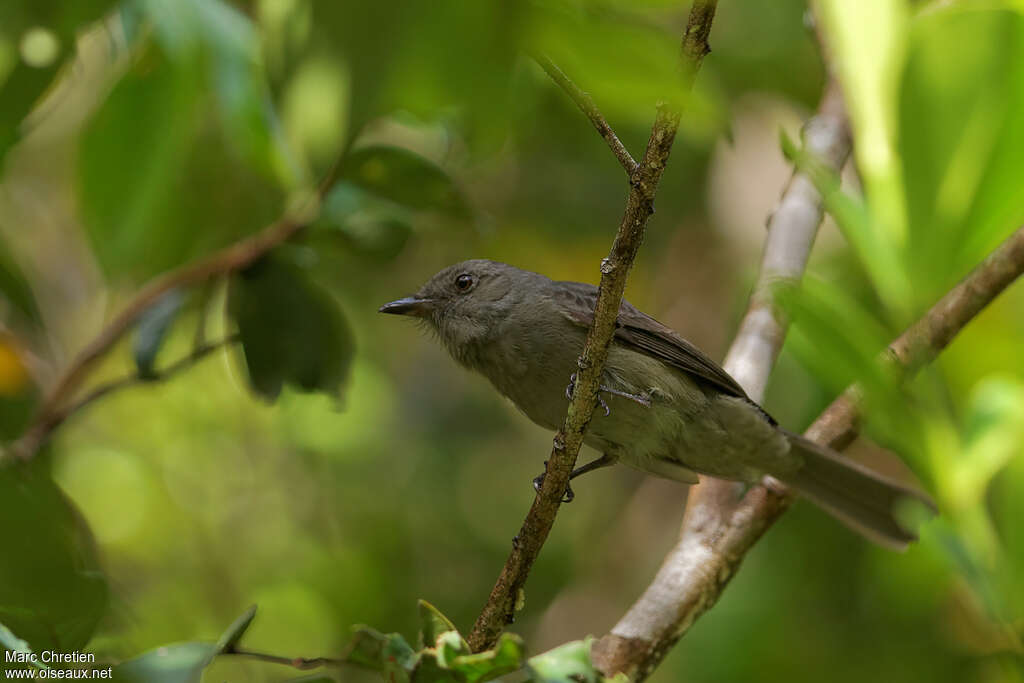 Greyish Mourneradult