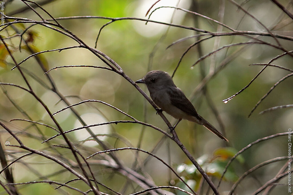 Greyish Mourner