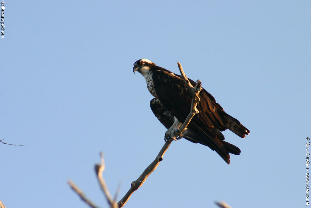 Western Osprey