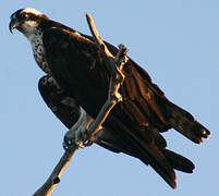 Western Osprey